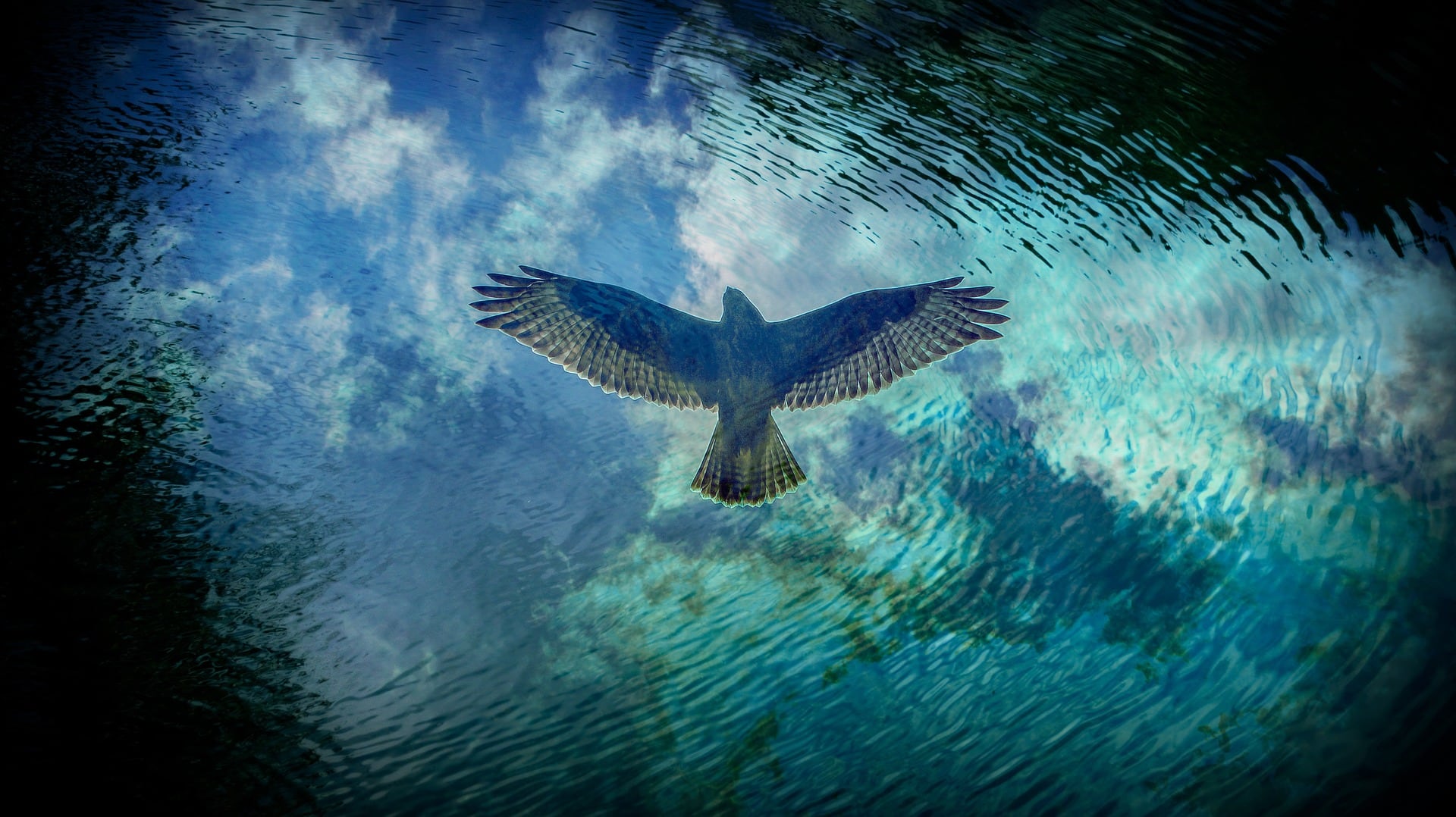 Bird of prey hovers over water - Pixabay