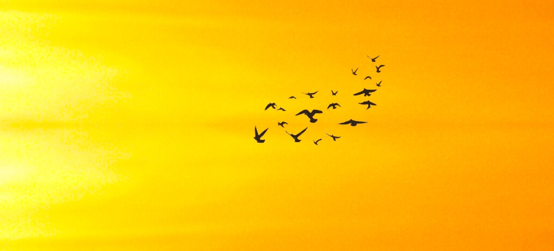 Illustration of birds flying over a bright yellow sunset. Picture courtesy Pixabay/ Mohamed Hassan
